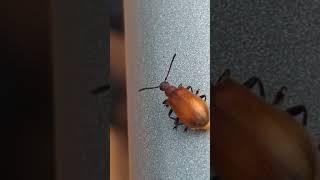 Amazing slow mo of bug opening wings