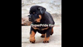 ROTTWEILER FEMALE PUPPY 3 OCT. 2020  ( 8010000222 , 9311111212) SUPER PRIDE KENNEL