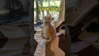 They say you have good hearing... #shorts #puppy