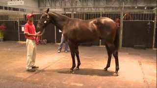 Lot 7 - Cape Premier Yearling Sale