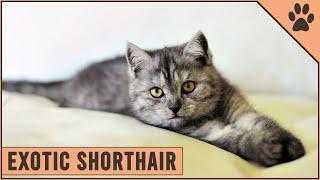 Exotic Shorthair Cat | Everything You Need To Know