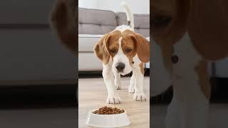 Do Beagles Eat a Lot?