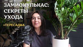 Пересадка ЗАМИОКУЛЬКАСОВ | как ВЫРАСТИТЬ БОЛЬШОЙ замиокулькас | ГРУНТ, ПОЛИВ и другие тонкости🪴