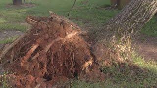 Helene: Company working to clean up downed trees