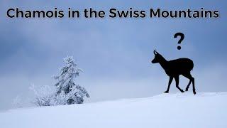 Photography adventure in winter - searching for wildlife (ibex and chamois)