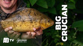 Phil Spinks Specimen Series – BIG Crucian Carp