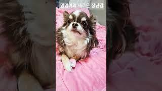 밍밍이의 세로운 장난감 #당근칼 #chihuahua #cute #dog #puppy #치와와