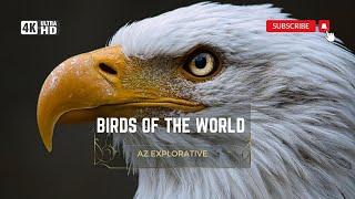 BIRDS OF THE WORLD 4K ULTRA HD NATURE AZ EXPLORATIVE DRONE VIEW