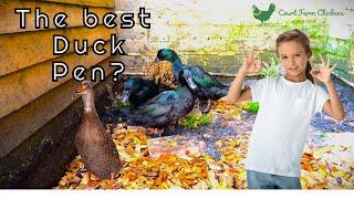 Pet Duck Set Up - Best way to build a duck pen -  Keeping Ducks in the garden yard - Happy Ducks