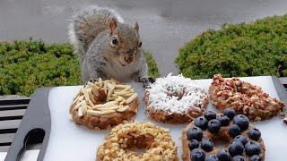 Squirrels' reactions to doughNUTS