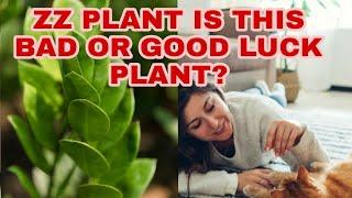 ZZ | WELCOME PLANT | GOOD OR BAD LUCK PLANTS