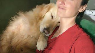 50 Sweetest moments dogs teach us what true and unconditional love is️