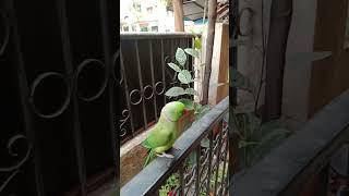 #kiku #parrot #funnyandscary #funnyanimals #birds #bhoot #icecreamprank #funnybirds #funny