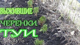 УКОРЕНЁННЫЕ ЧЕРЕНКИ ТУИ ПОСЛЕ ЗИМЫ/ВЫЖИЛИ ПОЧТИ ВСЕ-99%