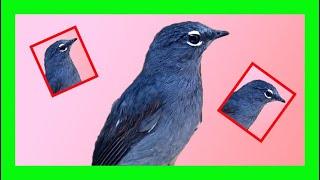 Slate-colored Solitaire Song, Call, Sound, Chirp - Myadestes Unicolor