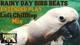 Rainy Day Birb Beats | Lofi Chillhop for Birds | 7+HRS EXTENDED PLAY | Parrot TV for Your Bird Room