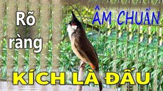 Chào mào | Chào mào hót đấu Chào mào luyện giọng hót hay ép bổi sổ bọng và căng lửa