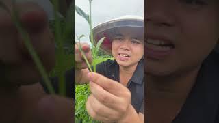 Cứ mưa kiểu này nương trà tốt thôi rồi. #chè thái nguyên #chè la bằng #chè sạch