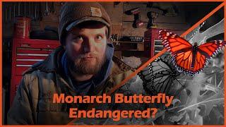 The Monarch Butterfly is NOT Endangered and Why it Matters to You | In the Field