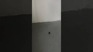 ‘Seedpod stood crashed spread’ some evidence for a lecture.