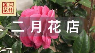 [石针养花]看看二月初Garden Centre的新鲜花