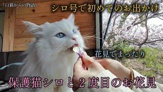 保護猫シロと２度目の花見　シロ号でお出かけデビュー！！