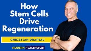 Stem Cells Support Your Regeneration to Extend Healthspan | Christian Drapeau Clips