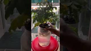 Up-Potting Hydroponics: Tomatoes  Larger Container  #gardening #indoorgarden