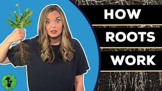 What are Plant Roots & How do they Work?