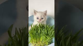Кто-то в траве # мило #котики #милота #fanni #cat #забавныекоты #котята #лето #глаза #море