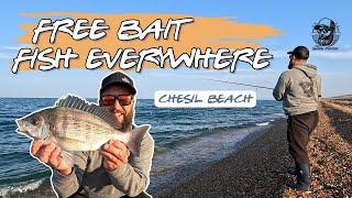 Chesil Beach Fishing Free Bait & Fish Everywhere! Sea Fishing on the Mighty Chesil Beach with Wayne