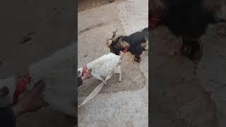 Goat mating season #mating #matingseason #goat #shortsfeed #foryou #trending #saxcover