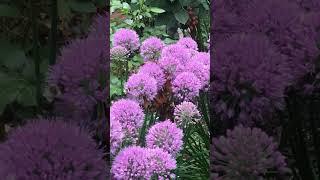 Bees love allium  #flower #bloominggardens #flowergarden #gardening #pollinators #garden