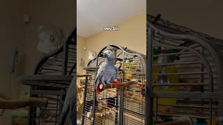 Gizmo’s at it again—told Siri to ‘squawk off’ Wow! #funnyparrot #bird #talkingparrot #parrot