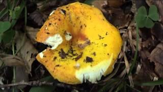 Russula aurea @ Conoscere i funghi 09.10.2015