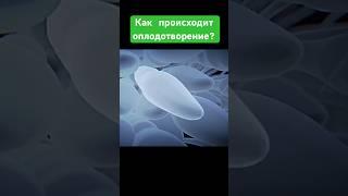 КАК ПРОИСХОДИТ ОПЛОДОТВОРЕНИЕ?