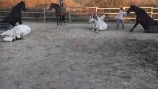 Horse Mannequin Challenge