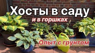 Хосты в саду и контейнерах  Мой опыт, грунт и защита от слизней
