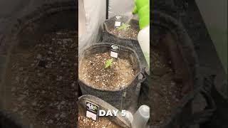 Week 1 of Fast Buds Testers 2023 #shorts #its420somewhere