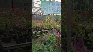 Suasana pagi di kebun Gubuk Bougenville. #bougenville #garden #bungabougenville #bougenvillea