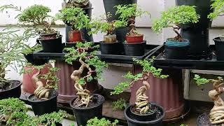 Watering mini bonsai in the evening. Bonsai in Thailand