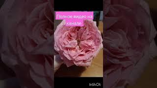 #5измерение #переход #феномен #любовь