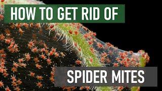 How to Get Rid of Spider Mites [4 Easy Steps]