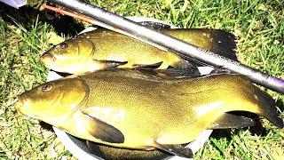 A TENCH MONSTER on a rural pond!!! Smashes the reeds - the fishing line rings! Fishing on a float