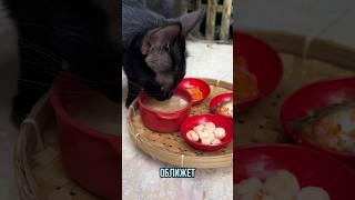 А вы готовите завтраки для своих питомцев ?