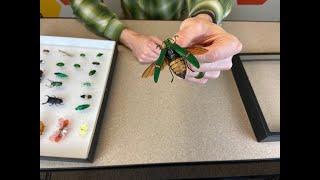 How to Make an Insect Collection Display Case | DIY Bug Collecting with Home Science Tools