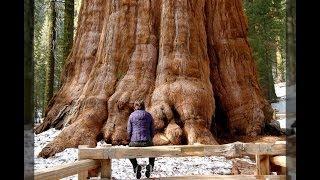 Самые удивительные растения Земли