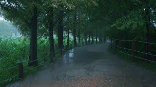 [Regenspaziergang] Metasequoia-Waldstraße in strömendem Regen, Yangpyeong Semiwon.