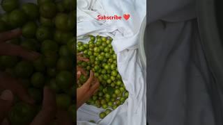 Fruit Trees  | DENG DENG DENG | spread the love ️ | #love #fruit #food
