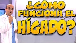 HÍGADO, ¿cómo funciona? - Cuerpo Humano #09